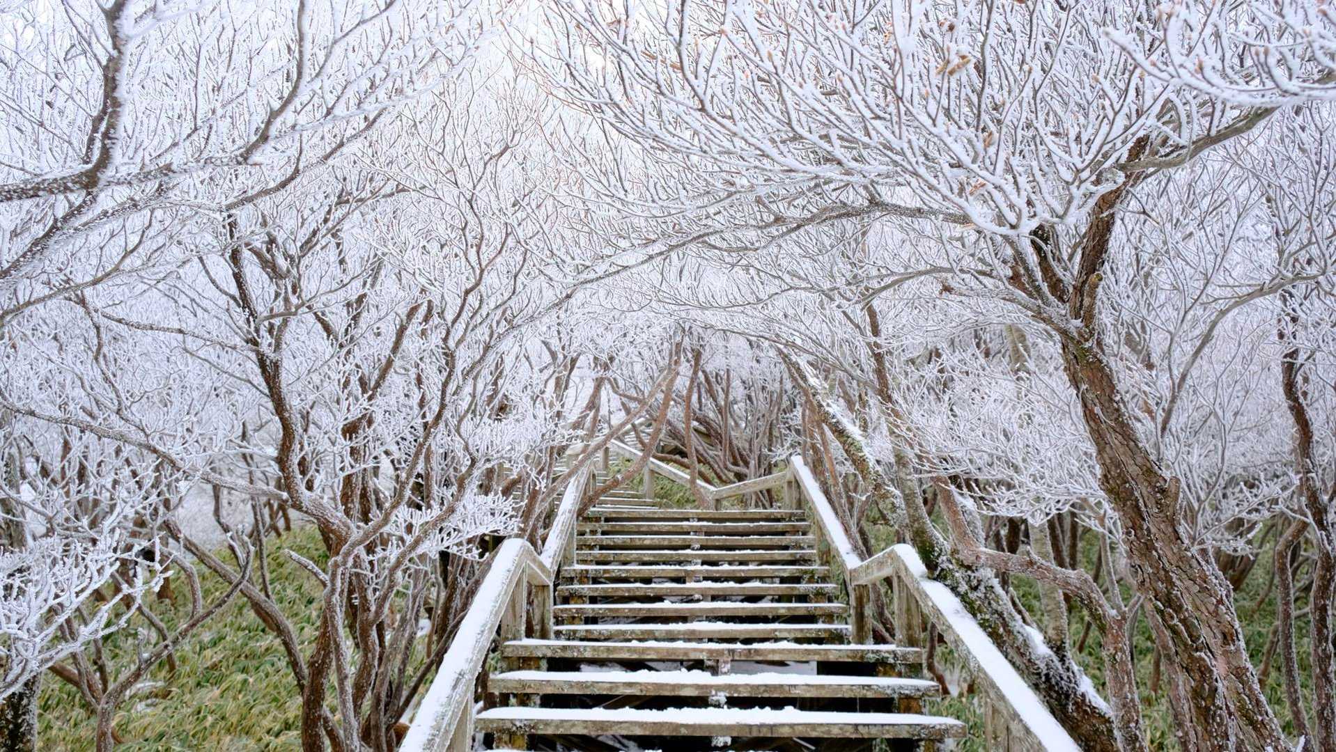 東大台コース | 白き立ち枯れの森が魅せる神秘の世界、初心者も感動する近畿の秘境の写真