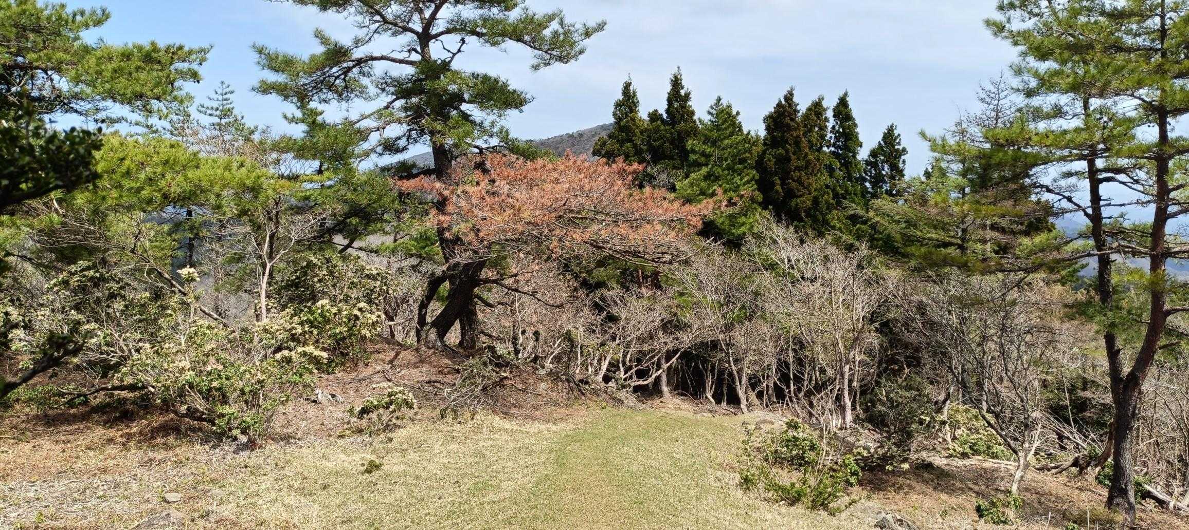 鳩ヶ峰-大江山 往復コースの写真