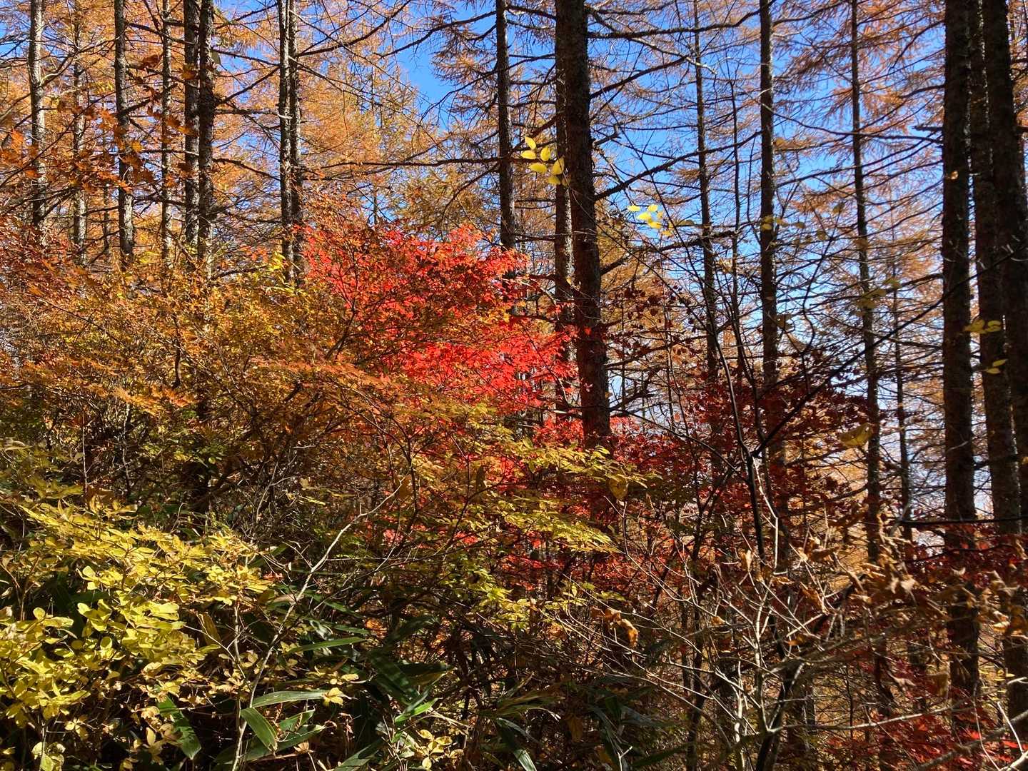 晴天✖️紅葉で癒される😌