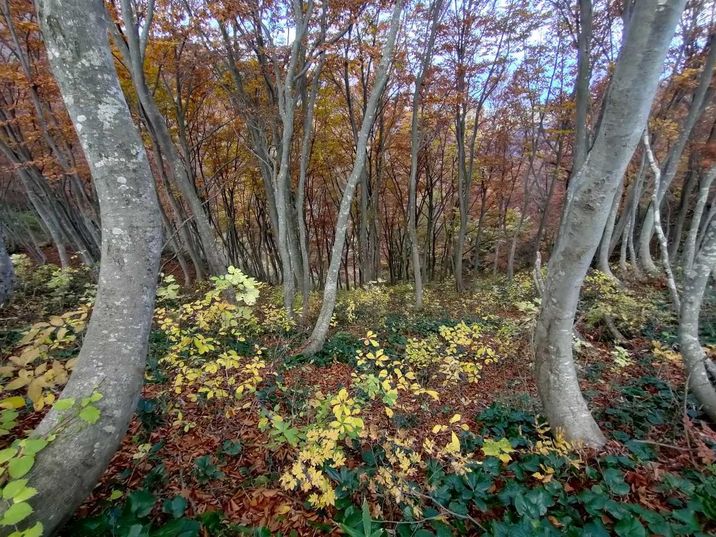米山（谷根コース登山口）＜谷根コース＞の写真