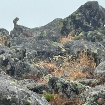 山頂にリス