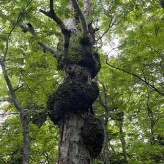 コブを過ぎたらゴール