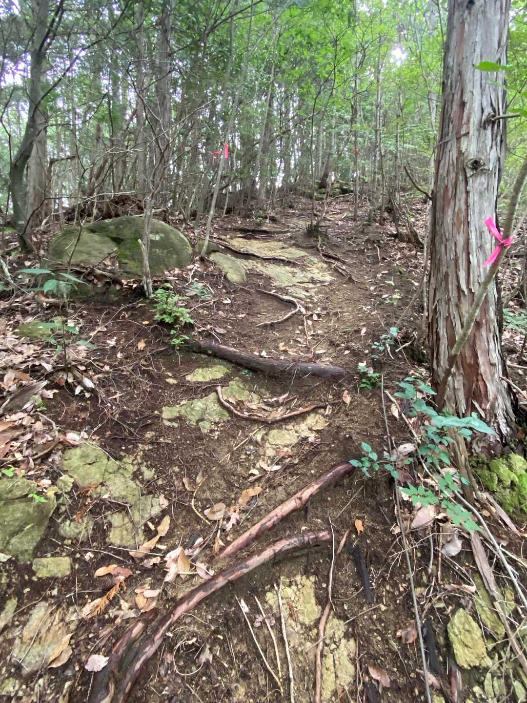 ただ急登です😅
滑り易い所もあります