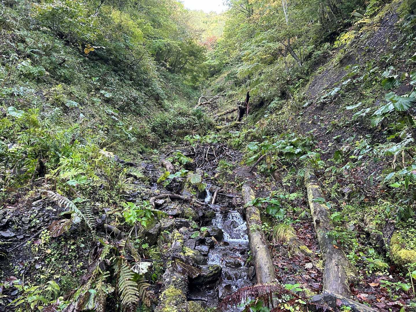 上げていきます
気の根っや湿った石は滑ります