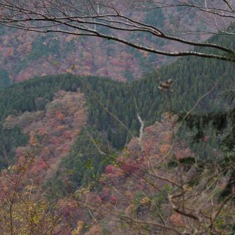 山肌の紅葉が綺麗