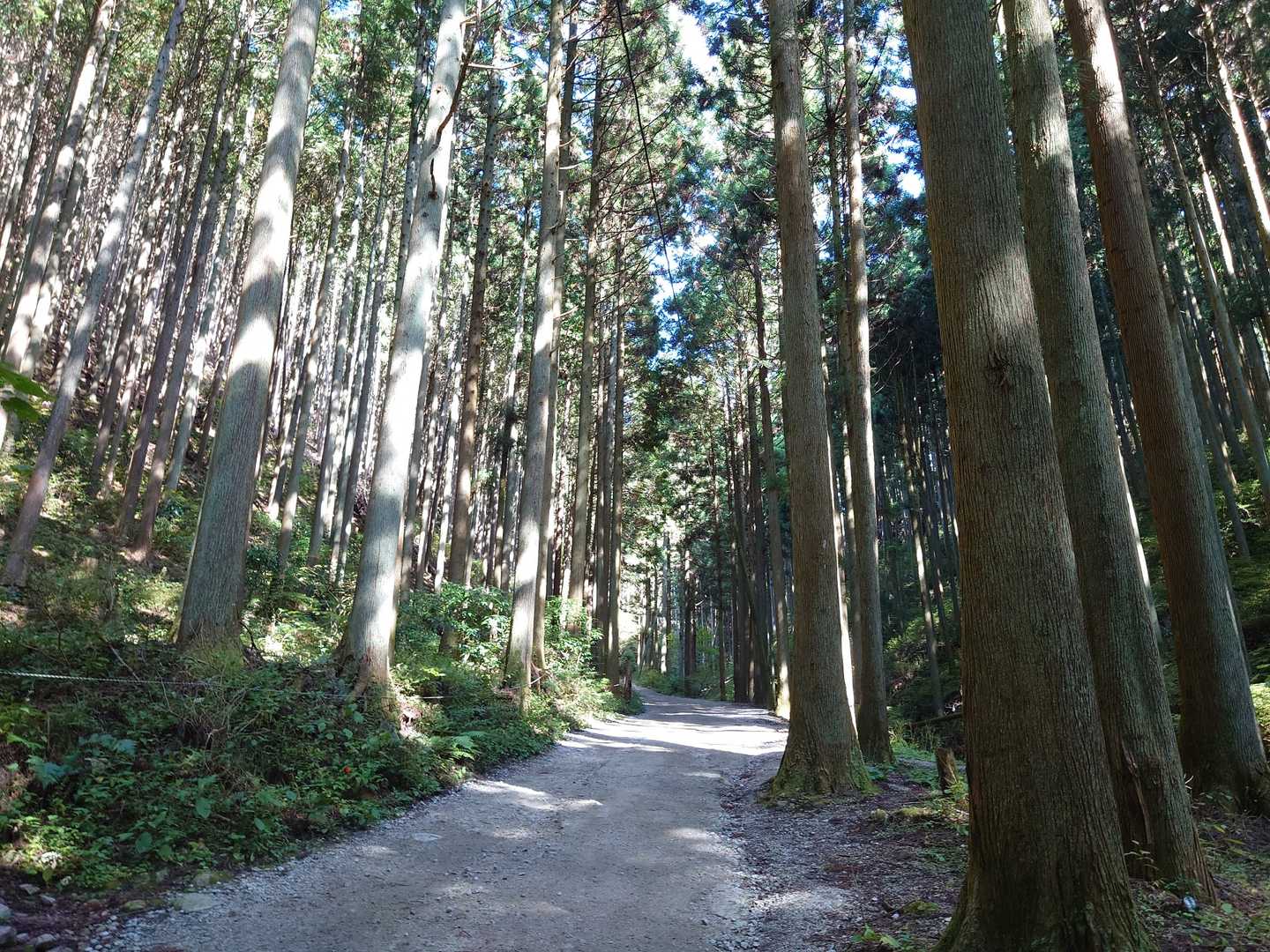 さて、気を取り直して気持ち良い林道です😃。
