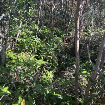 藪漕ぎ、ザレザレ、急登を下山、道迷いあり😆💦💦