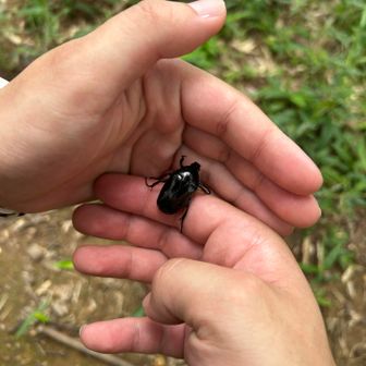 黒カナブン。ピカピカ。