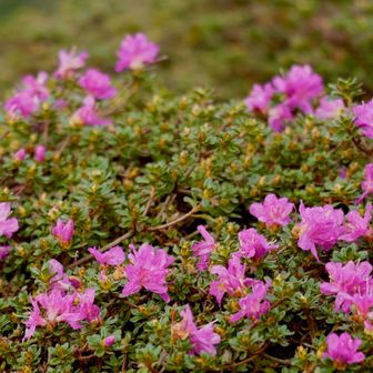 なんと‼️ミヤマキリシマが咲いてる😳
時季間違うくらい暑いんだな…