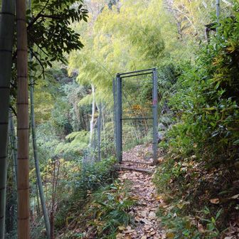 立派なケモノ避けフェンス
途中
廃屋の柿は
お猿さんの食べあと有り。