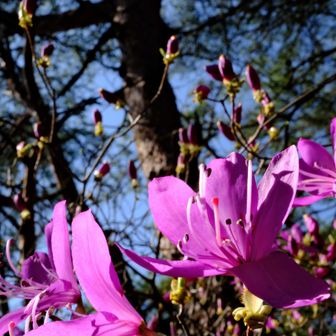トウゴクミツバツツジが咲いてました。