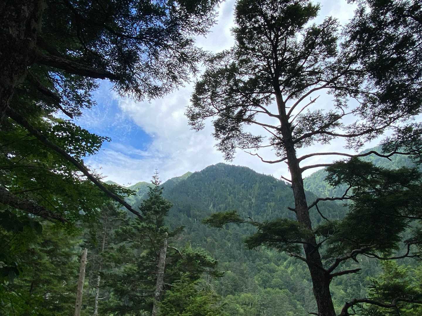 山頂までの道はずっと樹林帯。樹林帯大好きだけど、たまに見える山⛰️にはやっぱりときめくね！