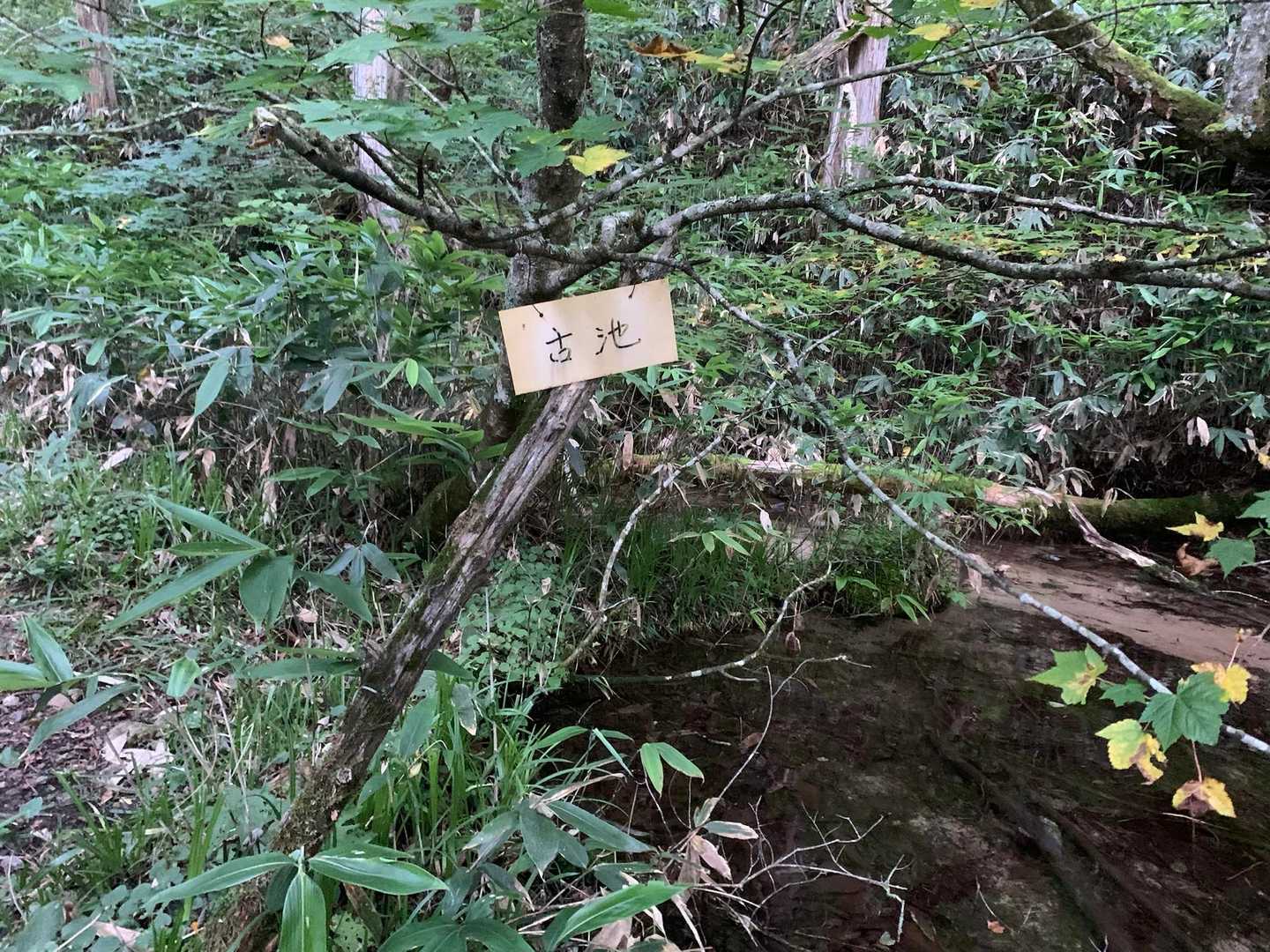 古池！魚がいました