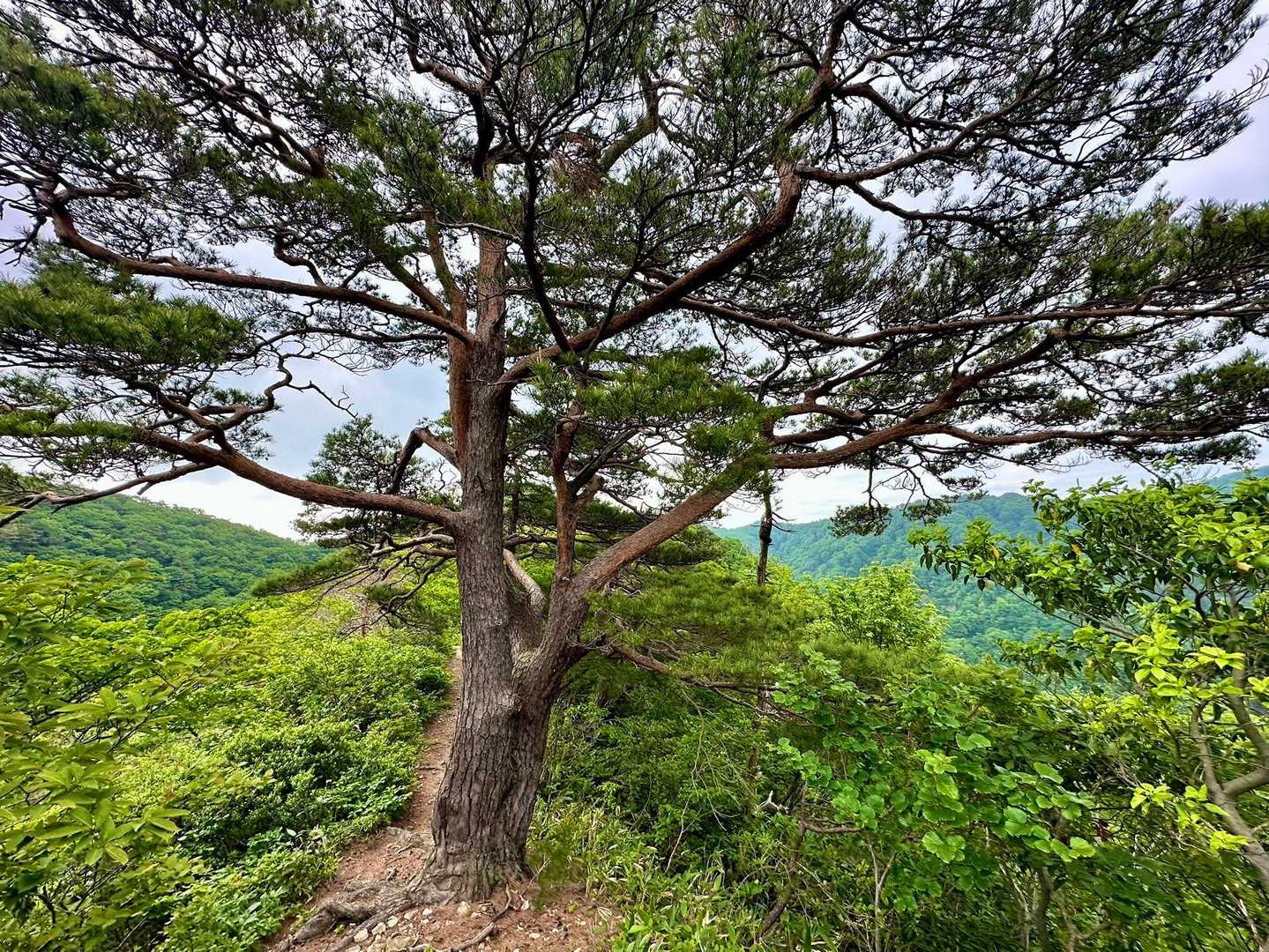 ドイリノ峰-ユズリハの峰-鳥坂山-白鳥山-宮ノ入コース登山 周回コースの写真