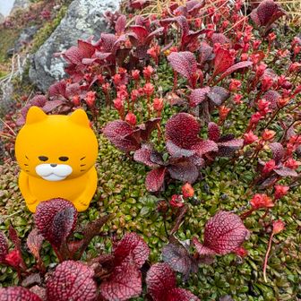 ( *´︶`*)ｳﾌﾌ