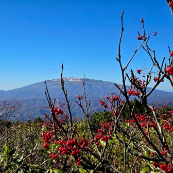 ナナカマドと月山　見ていると登りたくなります