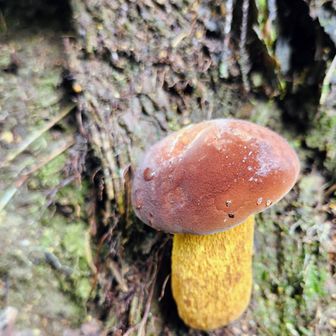🍄