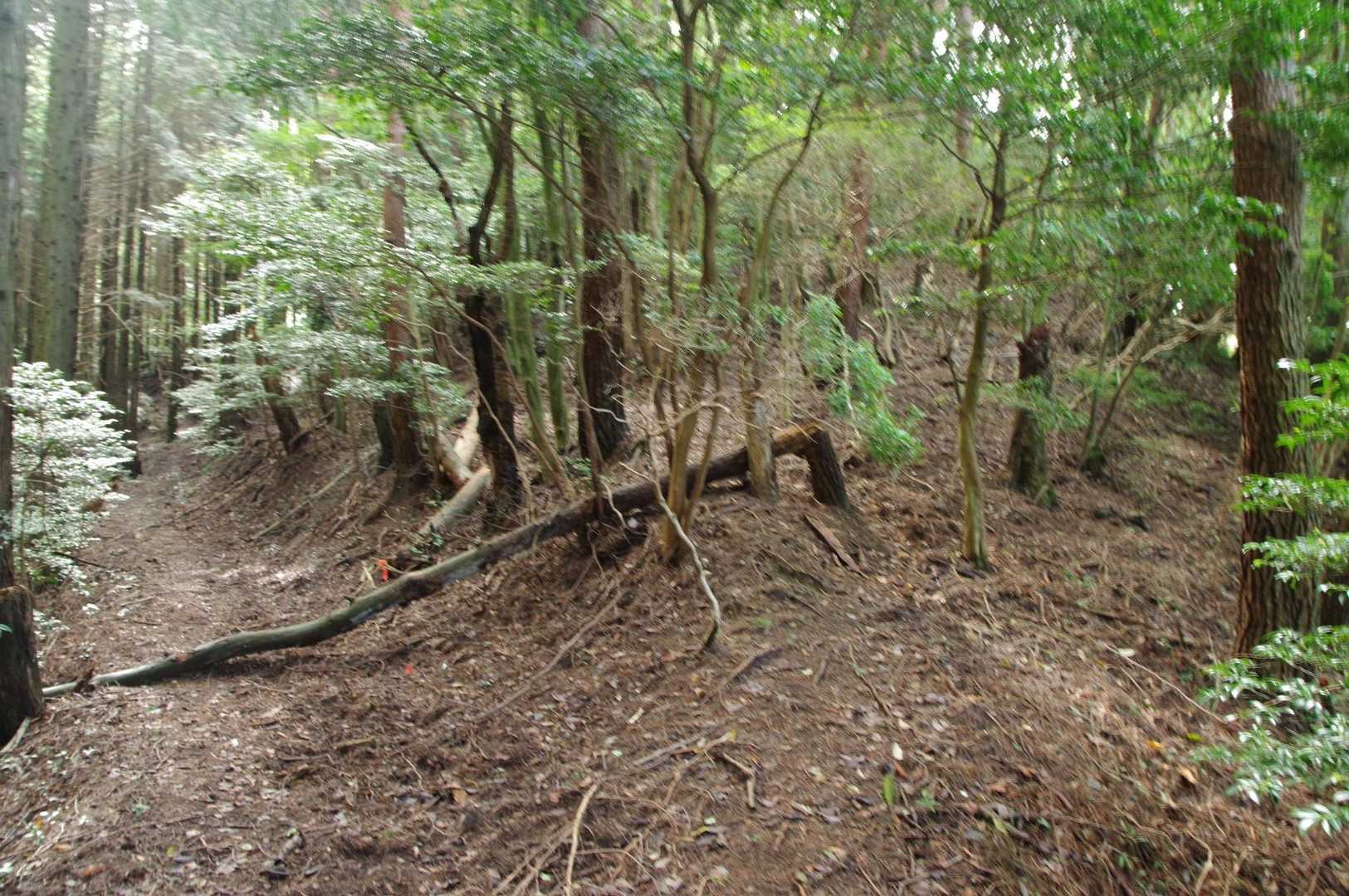 登山道に戻って振り返る