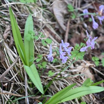 ヤマエンゴサク？