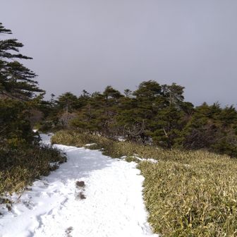 頂上のバンザイ、いや盆栽