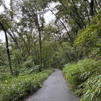 登山というか舗装路を傘さして歩く🚶☂️