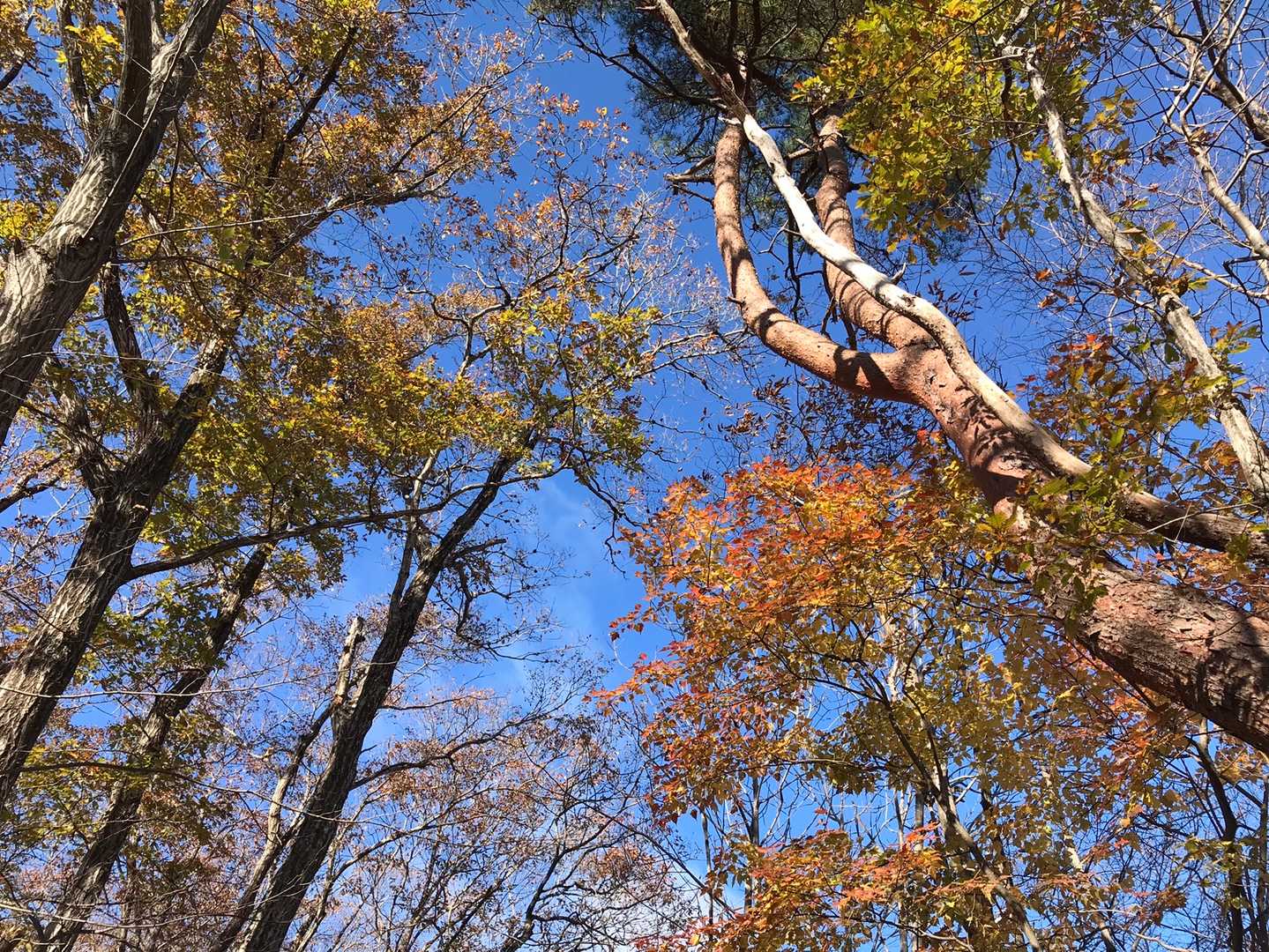 名残りの紅葉🍁の上に青空
