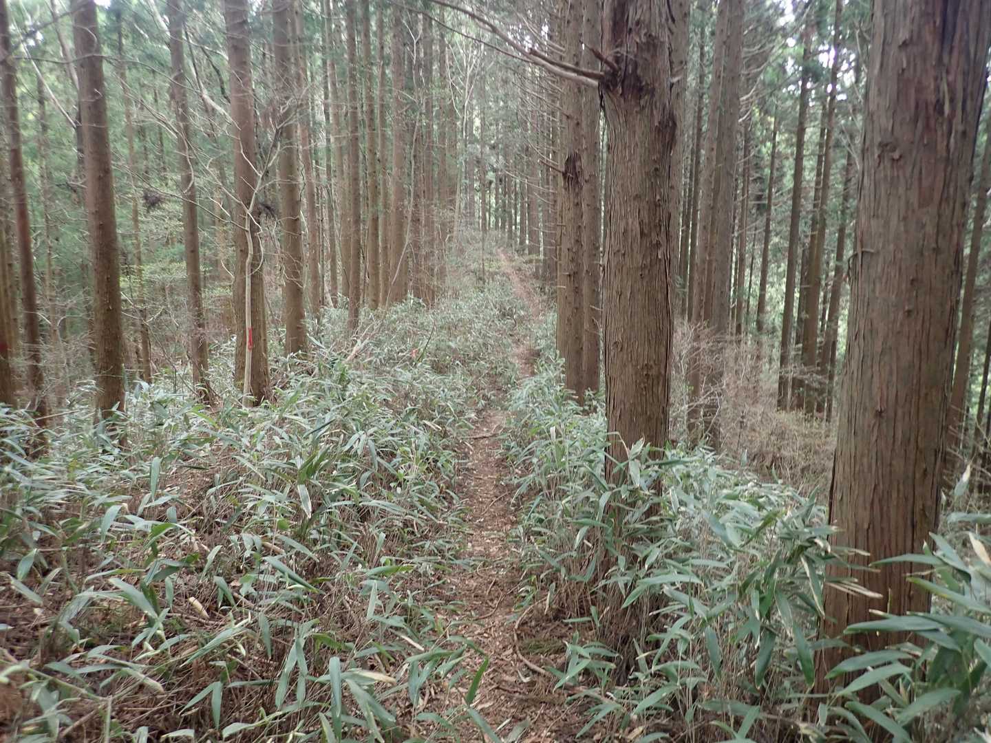花瓶山が近くなると笹が目立ちます。