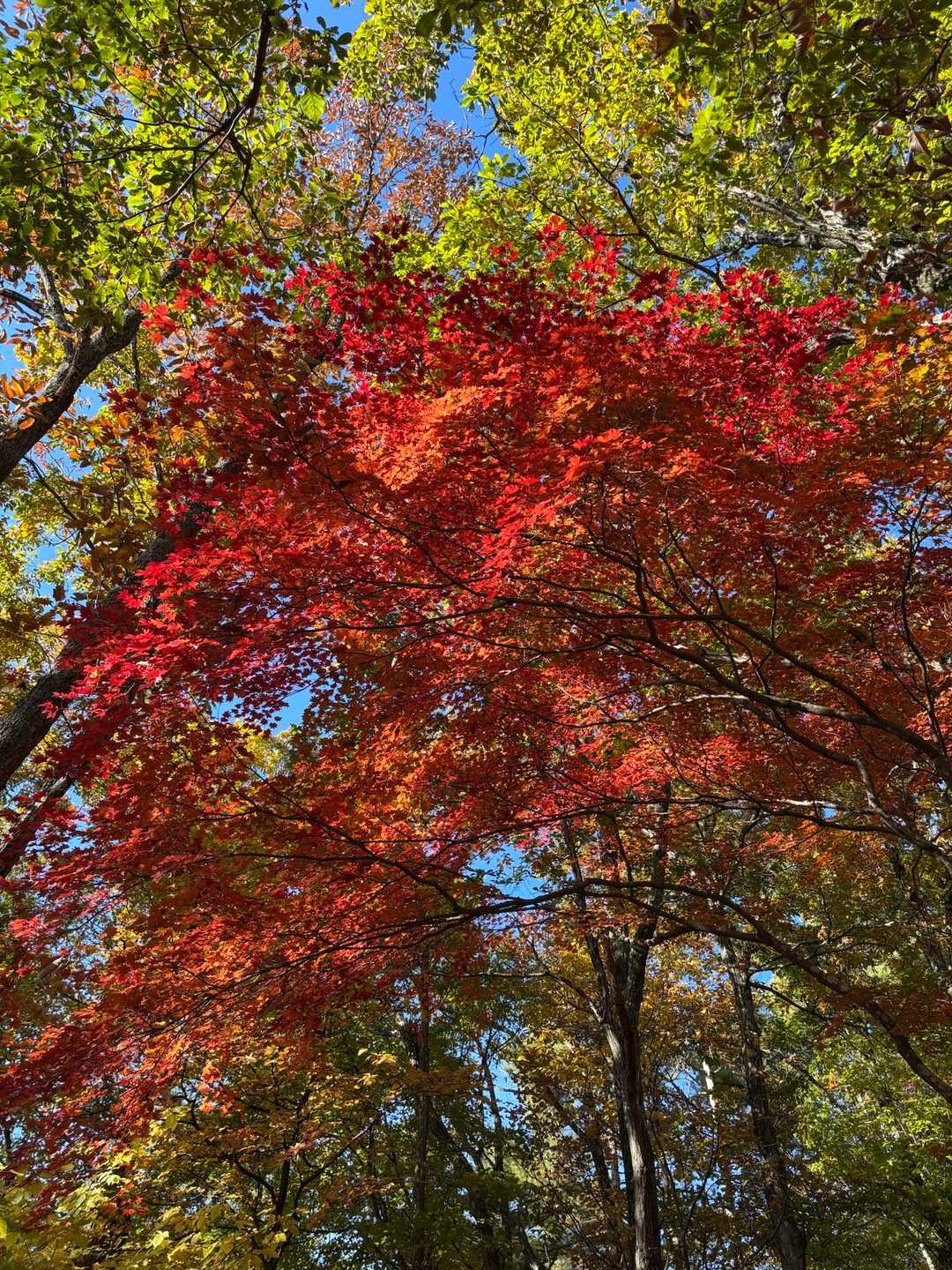 下山も紅葉まつり🍁