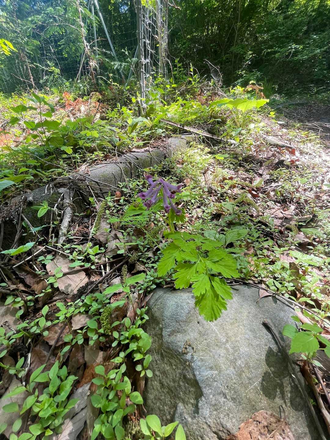お花も綺麗に咲いてました。ムラサキケマン？
山の名前が覚えられません😭