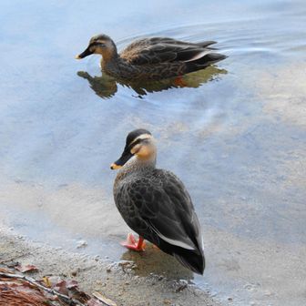 私達が食べ始めると、、、　🦆さん達が間近まで寄って来て、上目遣いで餌をねだる(笑)　あげませんよぉ～～