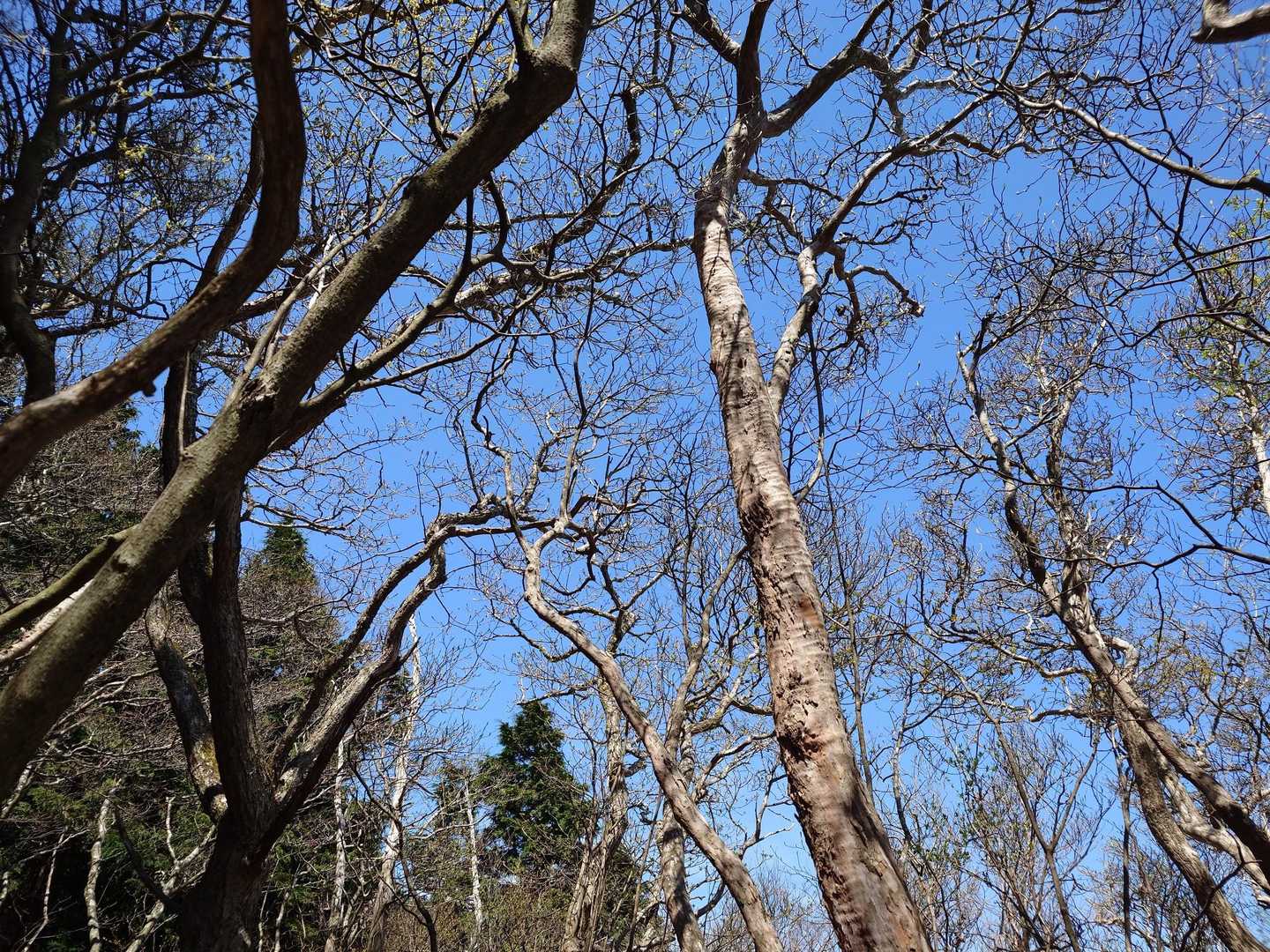 赤星山-豊受山 周回コースの写真