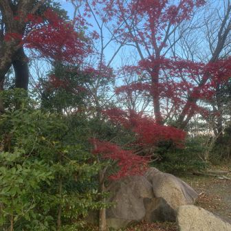 駐車場脇の紅葉｡ただいま〜