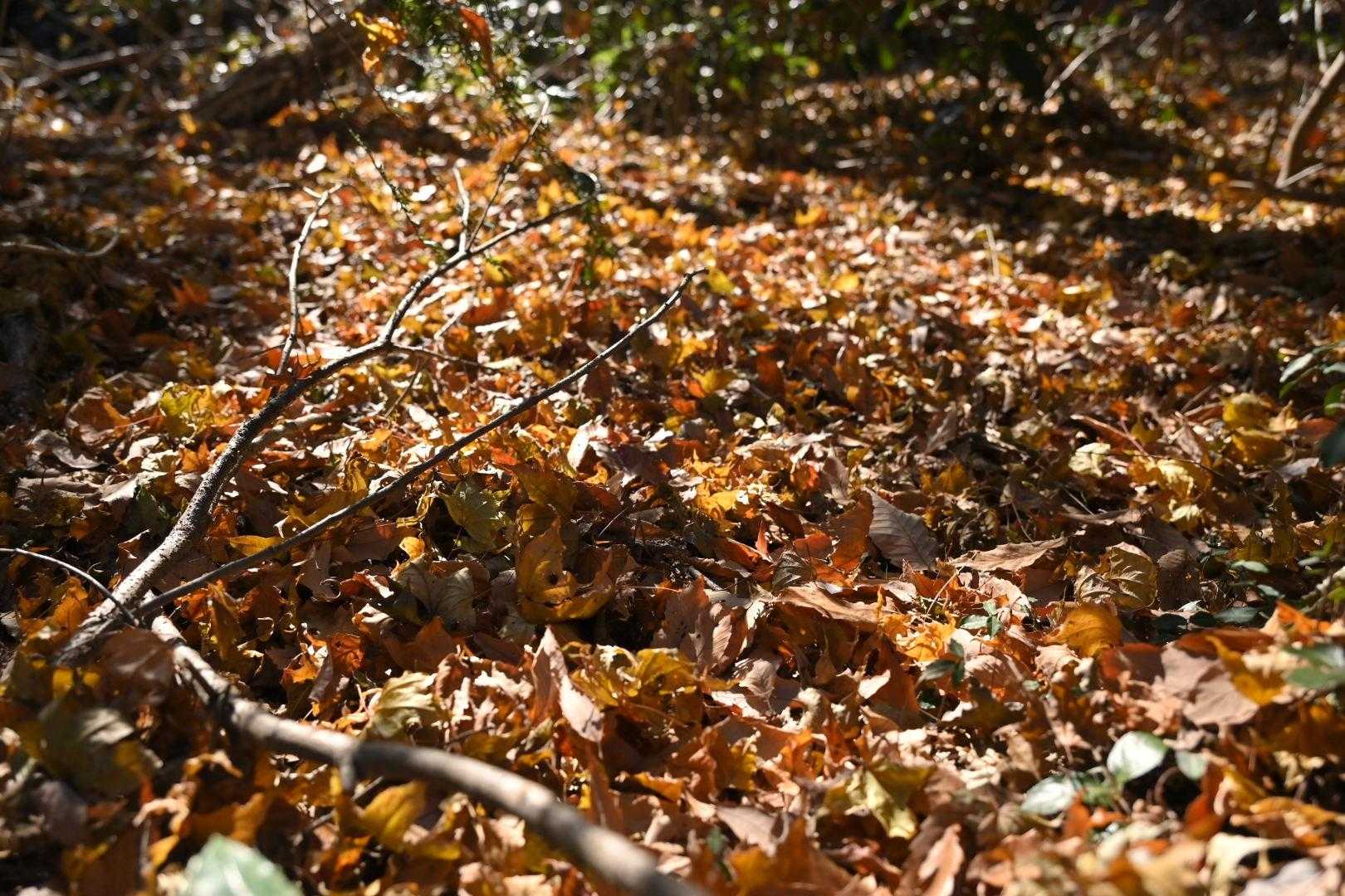 紅葉は終わり、落ち葉を愛でる山行に