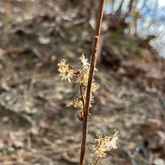 茅丸手前コウヤボウキ