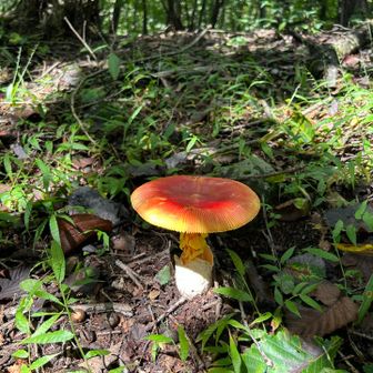 綺麗な形🍄