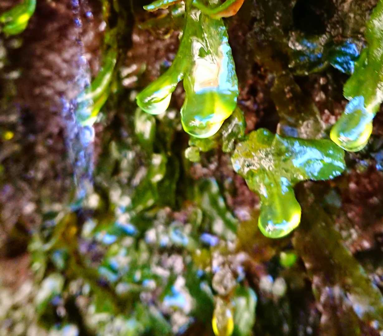 この水滴がエメラルドグリーンで
幻想的です～
