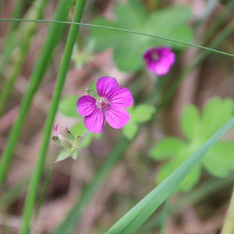 林道脇に花を見つけました。紫のゲンノショウコ。