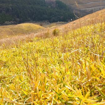 熊笹の紅葉？黄葉？