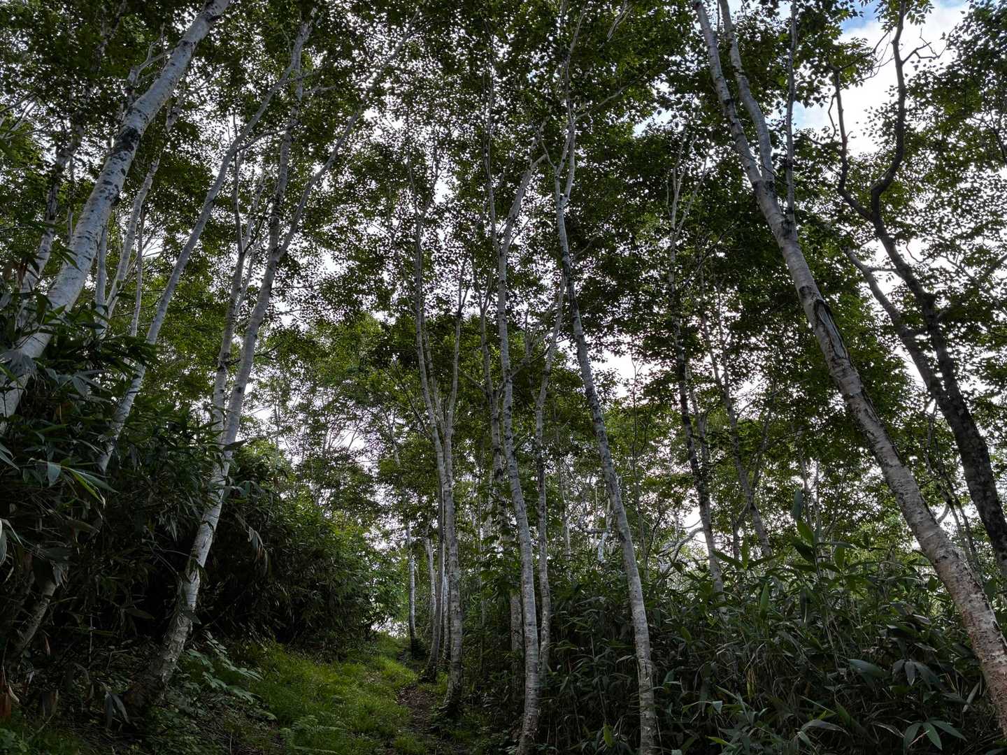 白樺山だもんね🧐