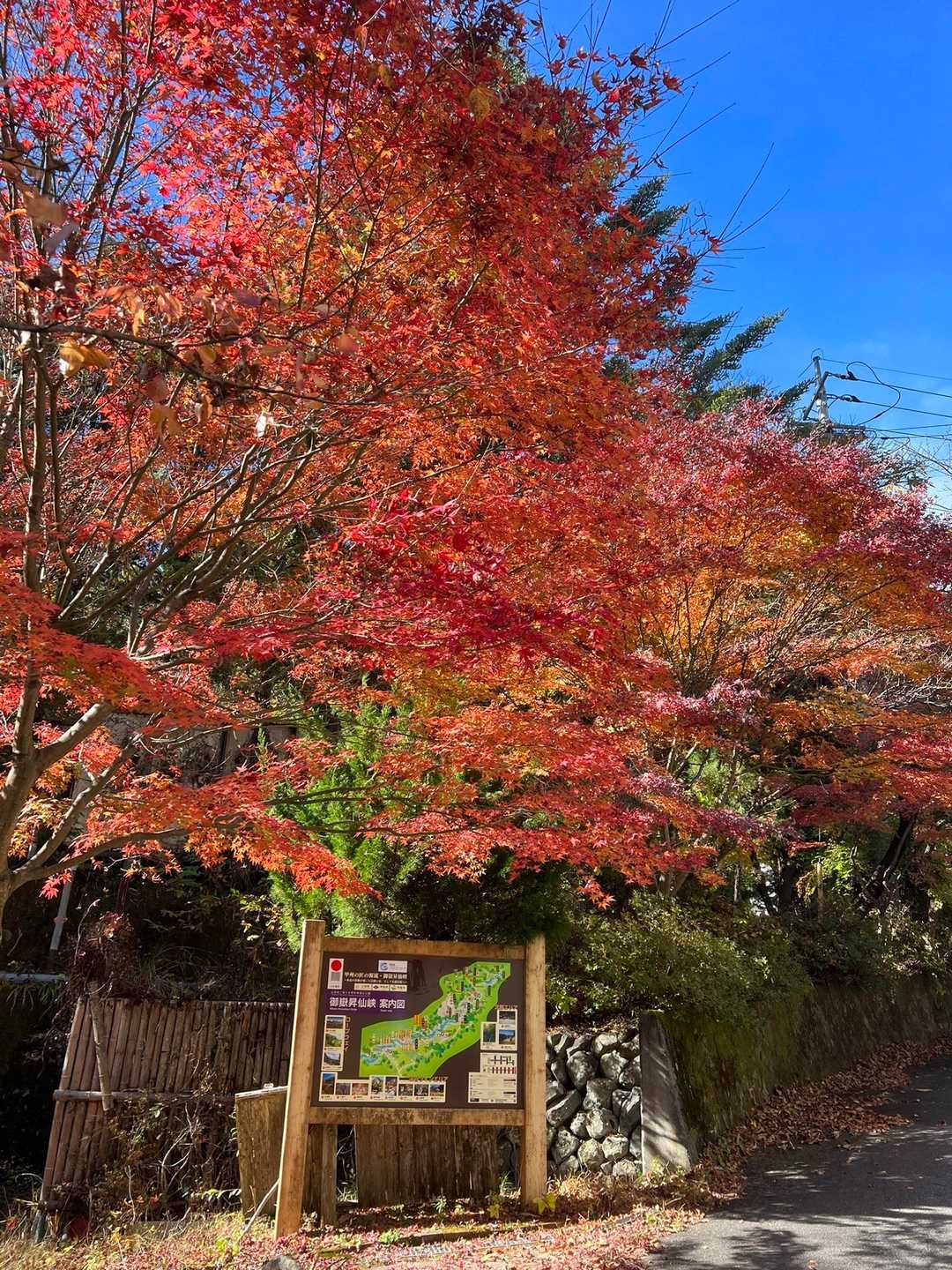 ロープウェイ🚡乗場横から🍁