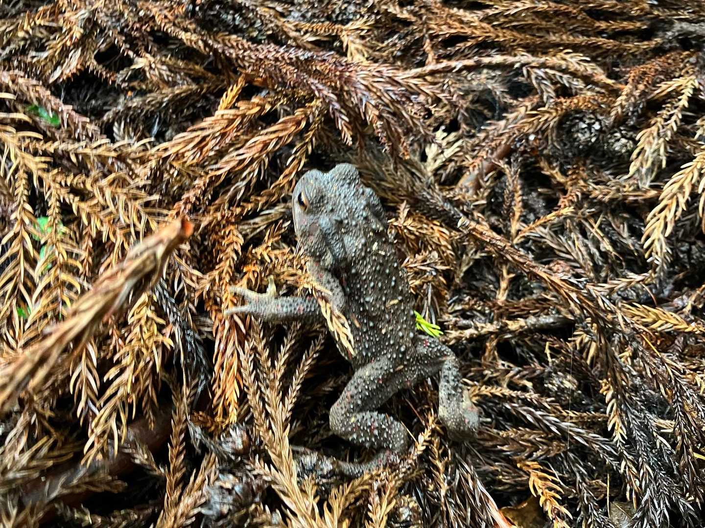 下山中に踏んづけそうになった🐸