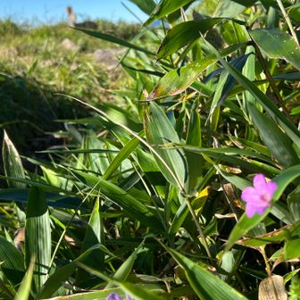 スタートから1時間弱で「大峠」です‼️
早速🌸ハクサンフウロのお出迎えですネ！