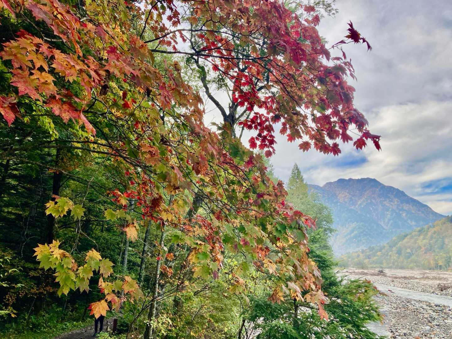 🍁