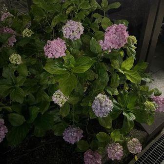 紫陽花なんだな
誕生月やで　パシャリ