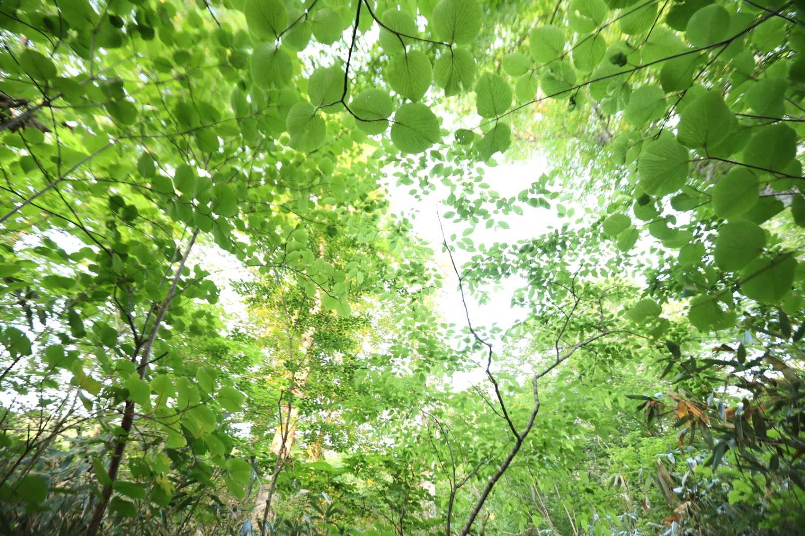 風吹岳（風吹登山口）の写真