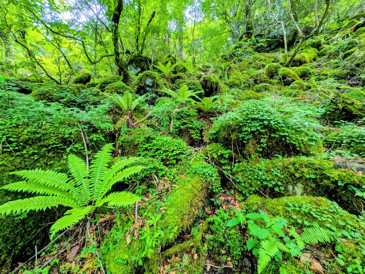 天城縦走登山口-万二郎岳-馬の背-石楠立-万三郎岳-片瀬峠 周回コースの写真