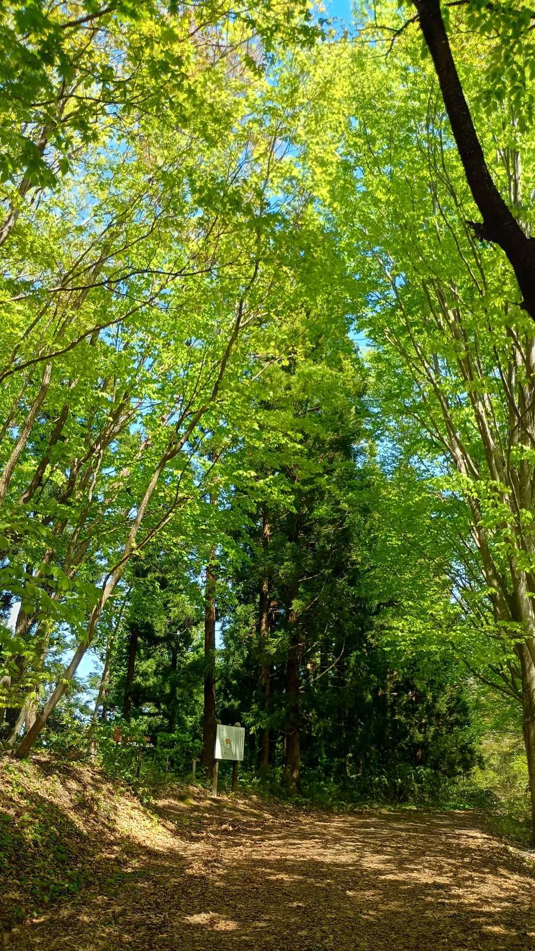 車でこれそうなのはここまで🚗³₃