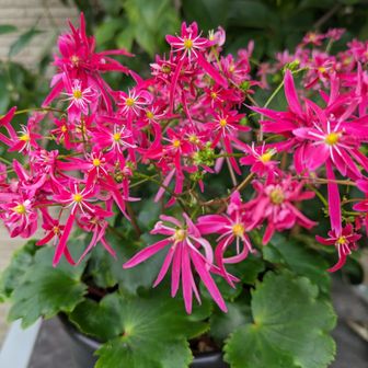 おおいぬのふぐり