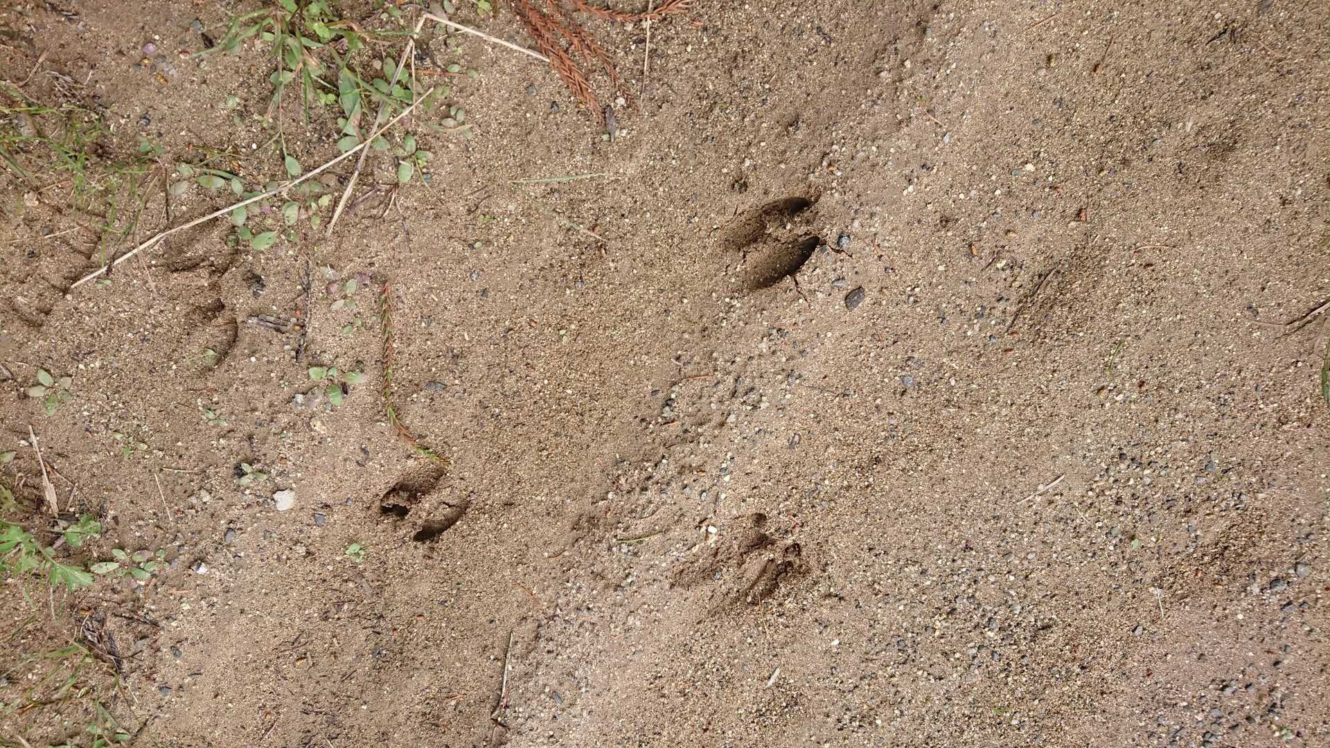 猪？鹿？