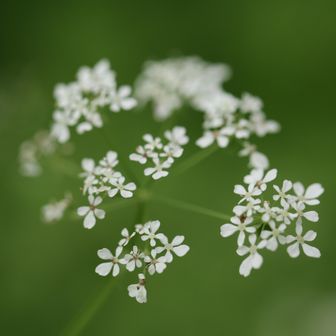 シャク。登山口から中の湯温泉旅館までの道は、人があまり歩かないのかとても花が多かったです。サンカヨウの実もあったよ。